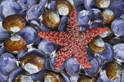 Picture of WA, HOOD CANAL, SEABECK STARFISH AND CLAM SHELLS