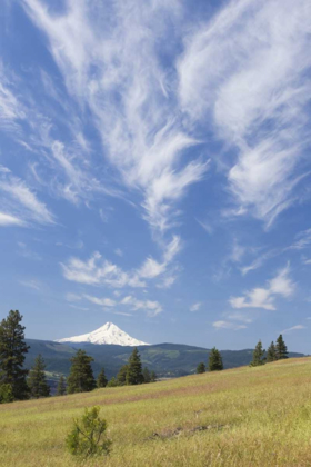 Picture of WA, COLUMBIA RIVER GORGE SUMMER MEADOW LANDSCAPE