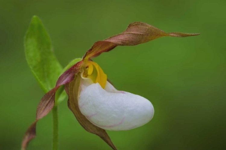 Picture of WA, KAMIAK BUTTE COUNTY PARK LADY SLIPPER ORCHID