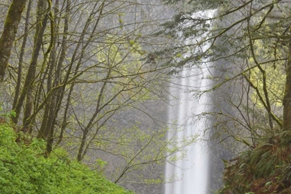 Picture of OR, COLUMBIA RIVER GORGE VIEW OF LATOURELL FALLS