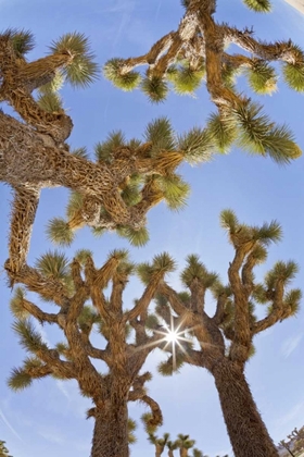 Picture of CA, JOSHUA TREE NP SUNBURST THROUGH JOSHUA TREES