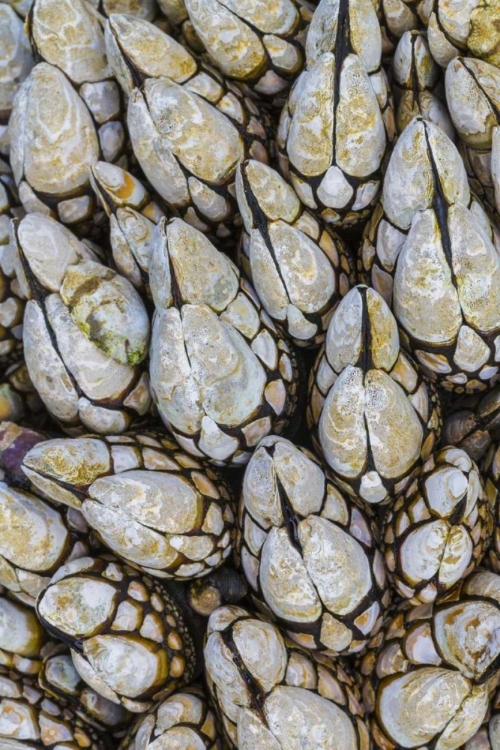 Picture of WA, GOOSE BARNACLES IN SALT CREEK RECREATION AREA