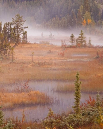 Picture of CANADA, BC, MOUNT ROBSON PP WETLANDS IN AUTUMN