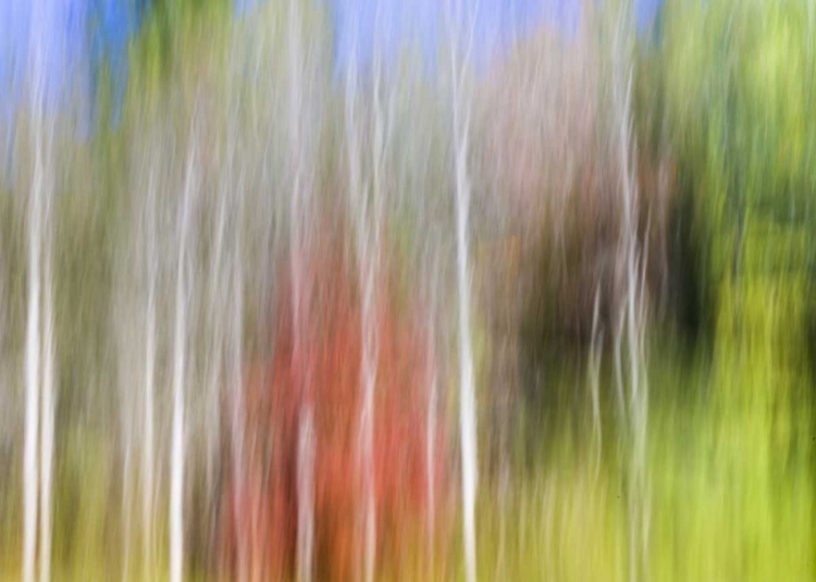 Picture of TN, CHEROKEE NF ABSTRACT TREE REFLECTS IN A POND