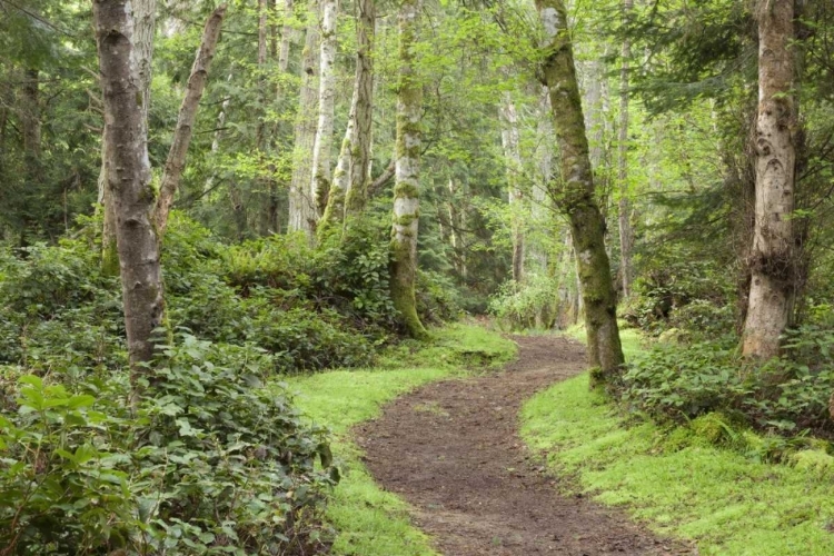 Picture of WA, SAN JUANS, STUART ISLAND TRAIL THROUGH WOODS