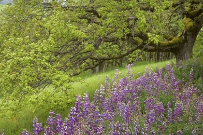 Picture of CA, REDWOODS LUPINES AND AND OAK TREES IN SPRING