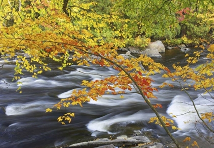Picture of CANADA, FALL MAPLE FOLIAGE ABOVE RIVER RAPIDS