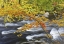 Picture of CANADA, FALL MAPLE FOLIAGE ABOVE RIVER RAPIDS