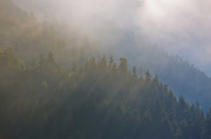 Picture of WA, MAPLE GROVE COASTAL FOREST IN MORNING FOG