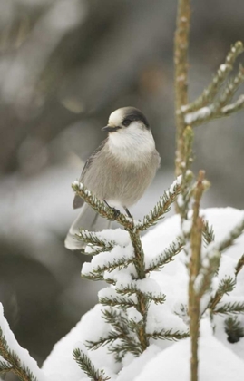 Picture of CANADA, QUEBEC GRAY JAY PERCHED ON SNOWY PINE