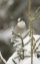 Picture of CANADA, QUEBEC GRAY JAY PERCHED ON SNOWY PINE