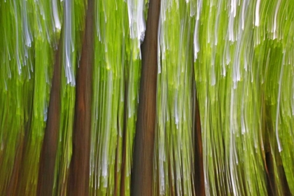 Picture of CANADA, QUEBEC MAPLE GROVE ABSTRACT AT SUNSET