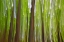 Picture of CANADA, QUEBEC MAPLE GROVE ABSTRACT AT SUNSET