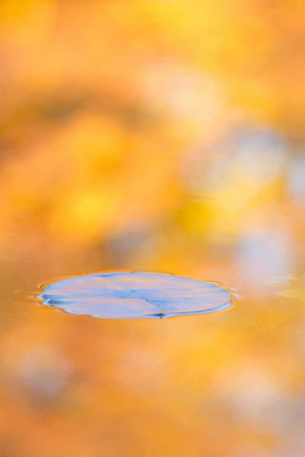 Picture of CANADA, QUEBEC, WATER LILY PAD AND FALL COLORS