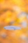 Picture of CANADA, QUEBEC, WATER LILY PAD AND FALL COLORS