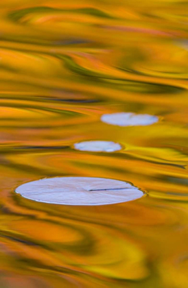 Picture of CANADA, QUEBEC, WATER LILY PAD AND FALL COLORS