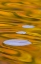Picture of CANADA, QUEBEC, WATER LILY PAD AND FALL COLORS