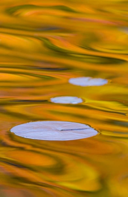 Picture of CANADA, QUEBEC, WATER LILY PAD AND FALL COLORS