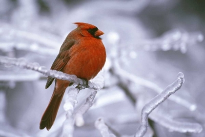 Picture of CANADA, QUEBEC MALE NORTHERN CARDINAL ON LIMB