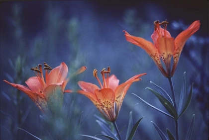 Picture of CANADA, ALBERTA, JASPER NP WOOD LILIES AT DUSK