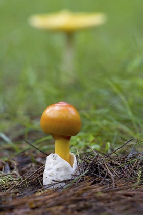 Picture of CANADA, QUEBEC CLOSE-UP OF FLY AGARIC MUSHROOM