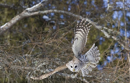 Picture of CANADA, QUEBEC, BEAUPORT GREAT GRAY OWL FLYING