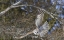 Picture of CANADA, QUEBEC, BEAUPORT GREAT GRAY OWL FLYING