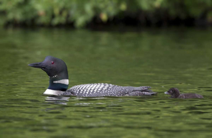 Picture of CANADA, QUEBEC, EASTMAN COMMON LOON WITH CHICK