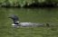 Picture of CANADA, QUEBEC, EASTMAN COMMON LOON WITH CHICK