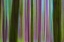 Picture of WASHINGTON ABSTRACT OF HOH RAIN FOREST AT DUSK