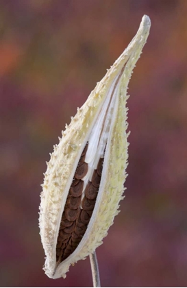 Picture of CANADA, QUEBEC, MT ST-BRUNO PARK MILKWEED SEED