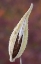 Picture of CANADA, QUEBEC, MT ST-BRUNO PARK MILKWEED SEED