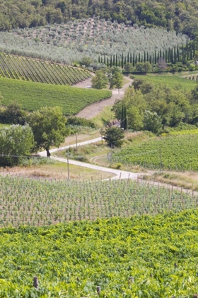 Picture of ITALY, RADDA WINERY VINEYARDS AND OLIVE GROVES