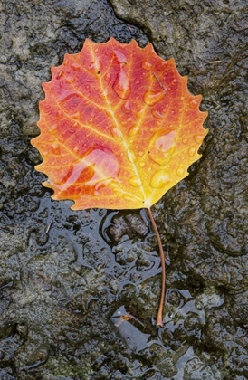 Picture of CANADA, QUEBEC, BIG TOOTH ASPEN LEAF AFTER RAIN