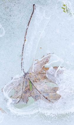 Picture of CANADA, QUEBEC SILVER MAPLE LEAF CAUGHT IN ICE