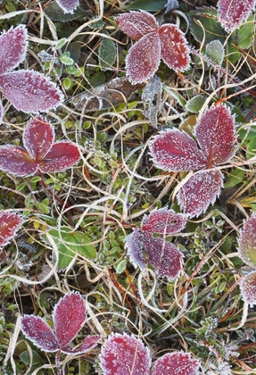 Picture of CANADA, QUEBEC FROST-COVERED STRAWBERRY LEAVES