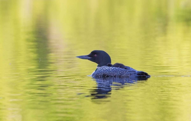 Picture of CANADA, QUEBEC, EASTMAN COMMON LOON WITH CHICK