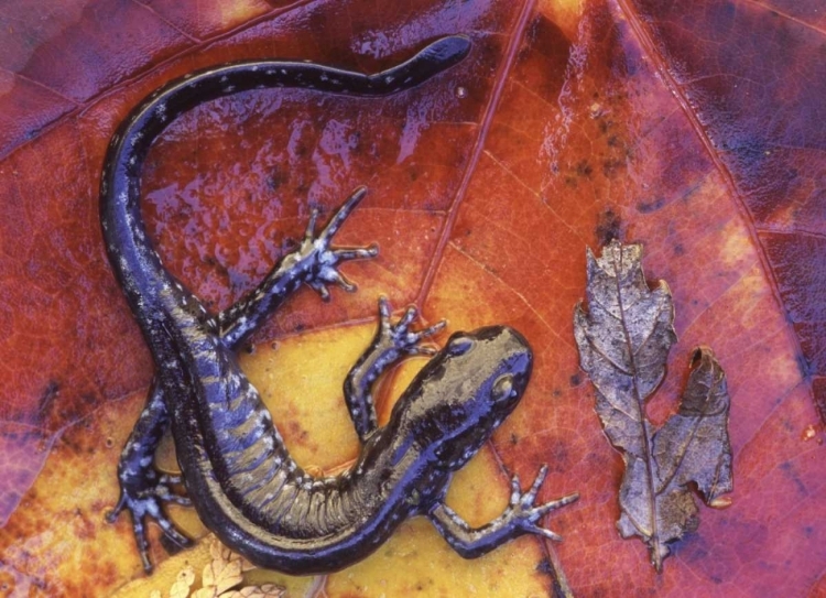 Picture of CANADA, QUEBEC BLUE-SPOTTED SALAMANDER ON LEAF