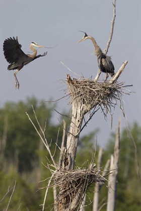 Picture of CANADA, QUEBEC GREAT BLUE HERONS AT THEIR NEST