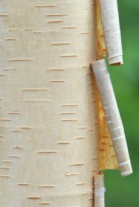 Picture of CANADA, QUEBEC PEELING BARK ON PAPER BIRCH TREE