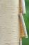 Picture of CANADA, QUEBEC PEELING BARK ON PAPER BIRCH TREE