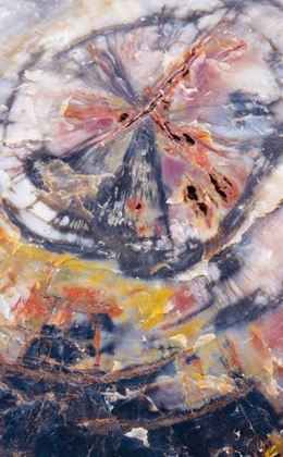 Picture of ARIZONA, PETRIFIED FOREST PETRIFIED WOOD DETAIL