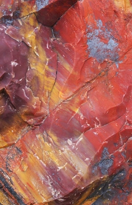 Picture of ARIZONA, PETRIFIED FOREST PETRIFIED WOOD DETAIL