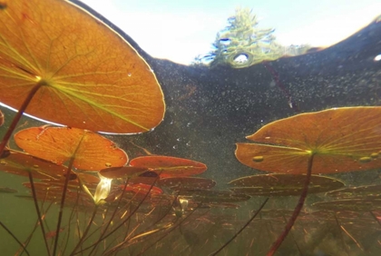 Picture of CANADA, EASTMAN UNDERWATER VIEW OF WATER LILIES