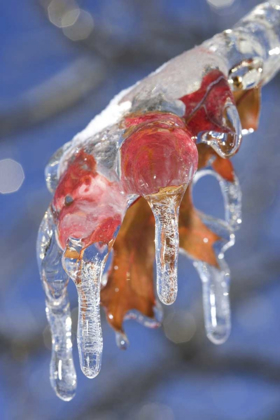 Picture of CANADA, QUEBEC ICE-COATED OAK LEAVES AFTER STORM