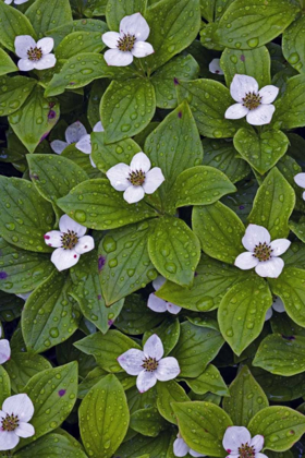 Picture of CANADA, QUEBEC, MINGAN BUNCHBERRY AFTER RAINFALL