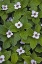 Picture of CANADA, QUEBEC, MINGAN BUNCHBERRY AFTER RAINFALL