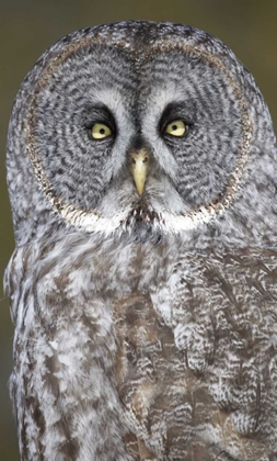 Picture of CANADA, QUEBEC, BEAUPORT GREAT GRAY OWL CLOSE-UP