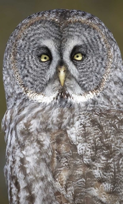 Picture of CANADA, QUEBEC, BEAUPORT GREAT GRAY OWL CLOSE-UP