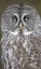 Picture of CANADA, QUEBEC, BEAUPORT GREAT GRAY OWL CLOSE-UP